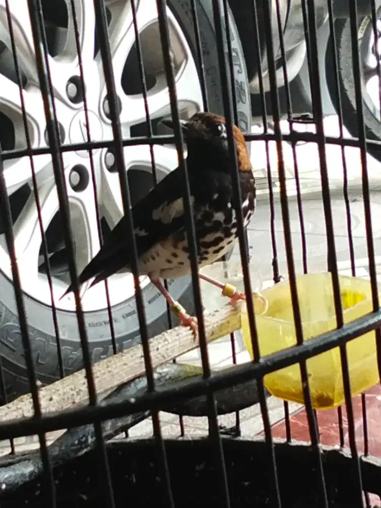 Anis kembang ngriwik kasaran