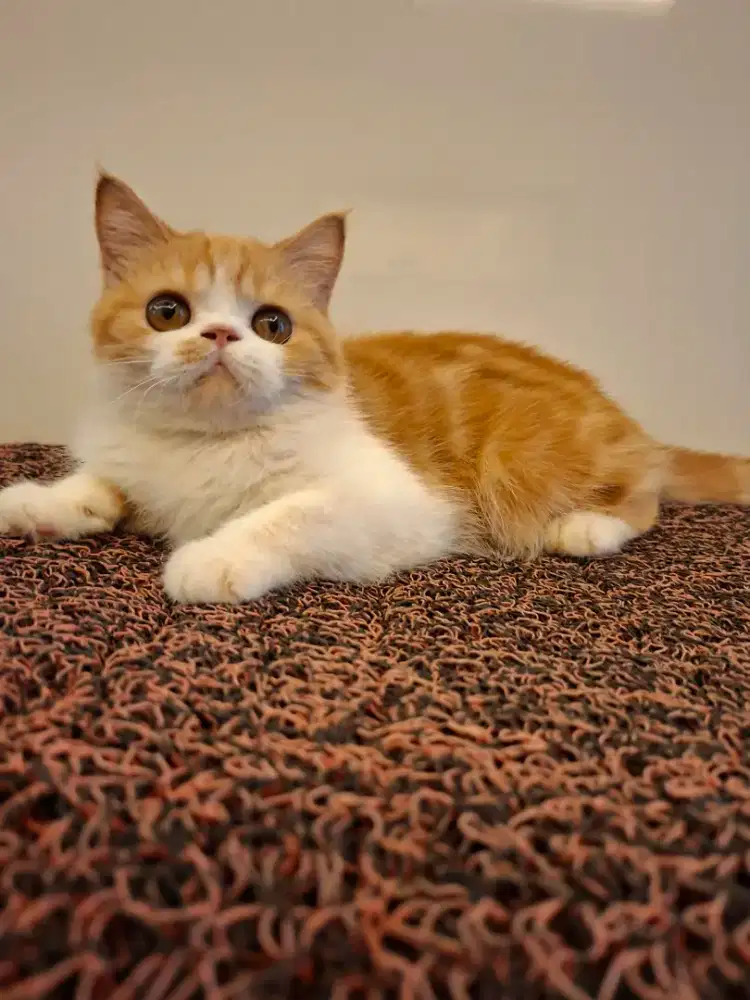 Kucing persia betina shorthair