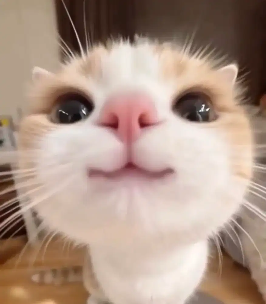 BUTUH ART & PENGASUH MENGINAP