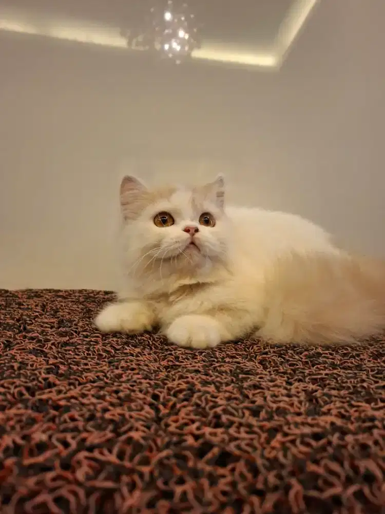 Kucing persia betina