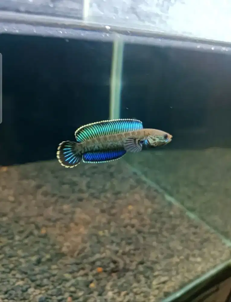 Channa Andrao Gondrong