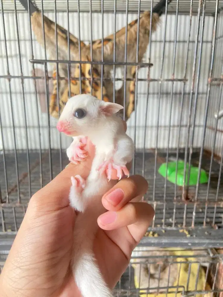 Sugar glider leucistic Joey
