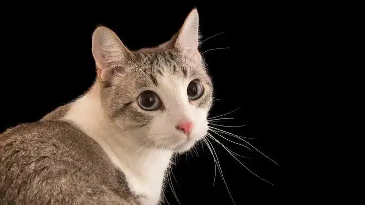 Loker Pembersih Kandang & Memberi Makan Kucing