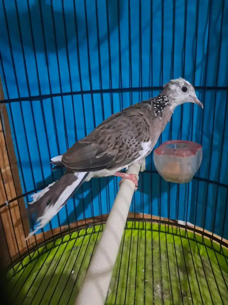 Tekukur kuk 3 blorok. Video ke wa