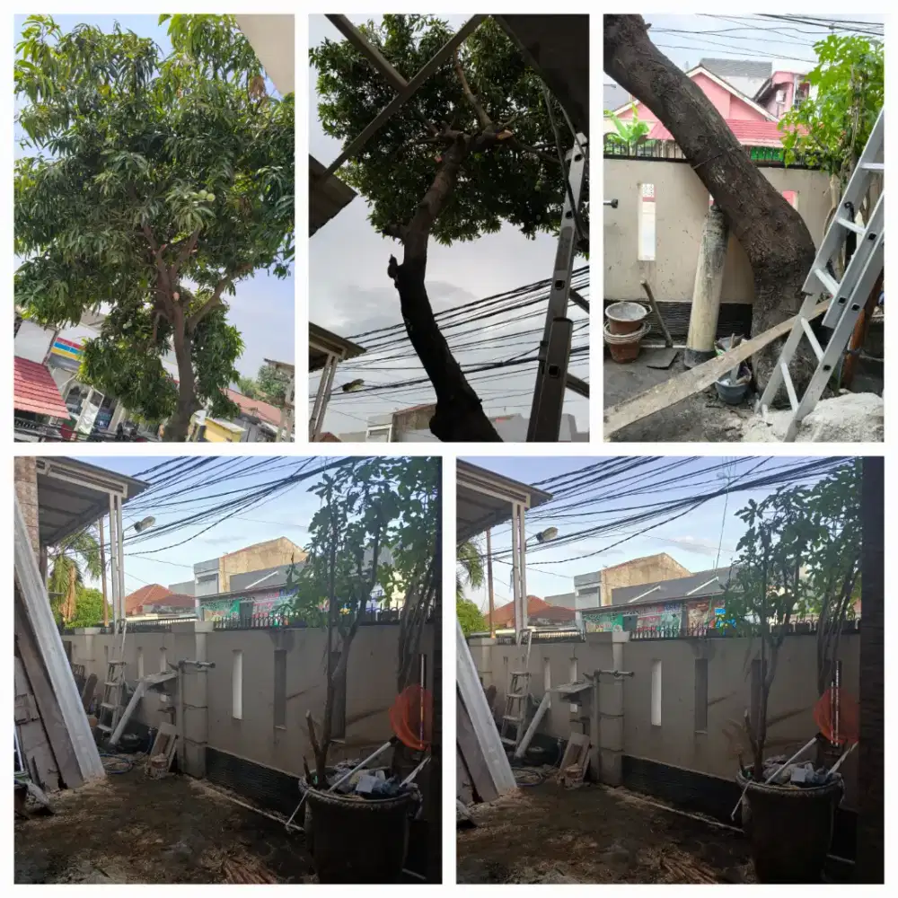 Tebang dan pangkas pohon