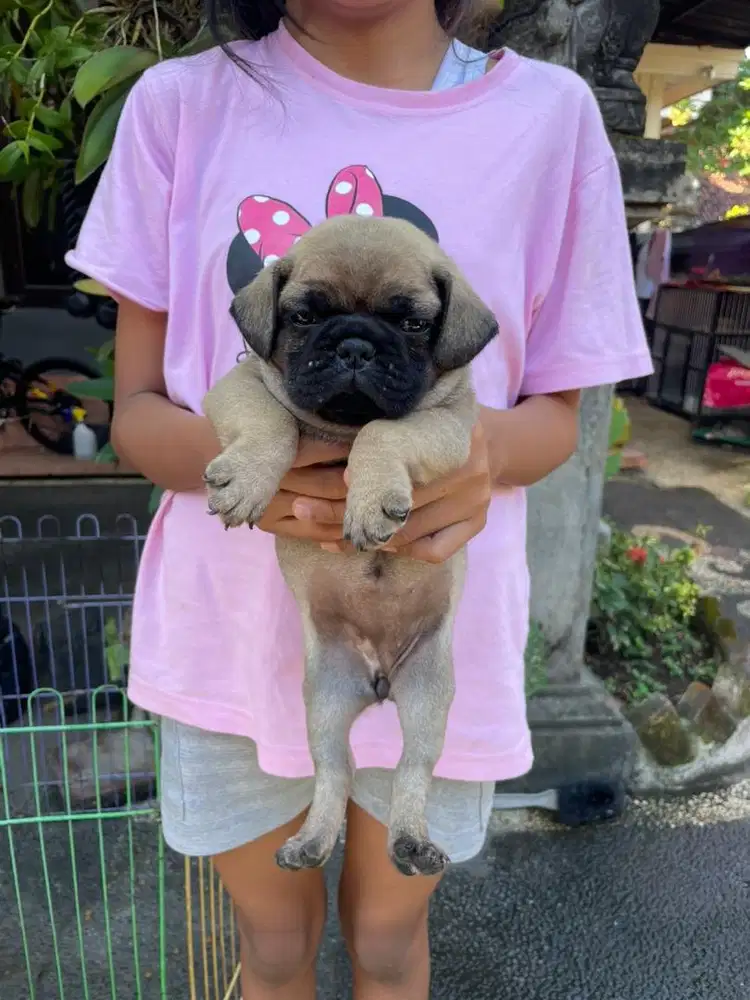 Anak anjing pug