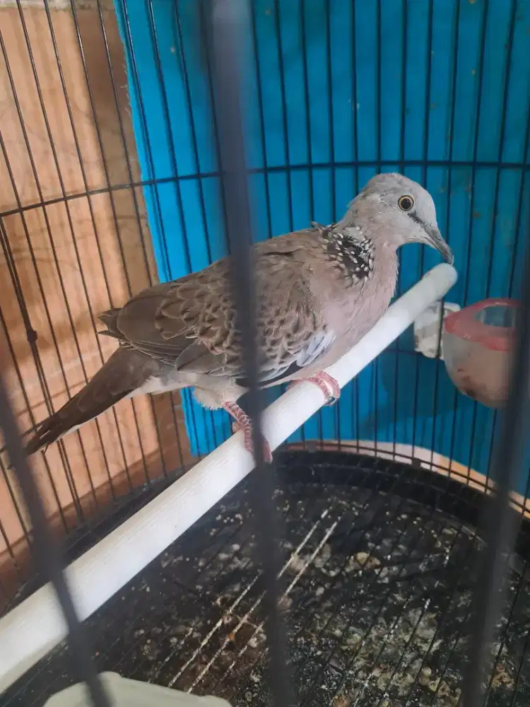 Tekukur kuk 4. Video ke wa