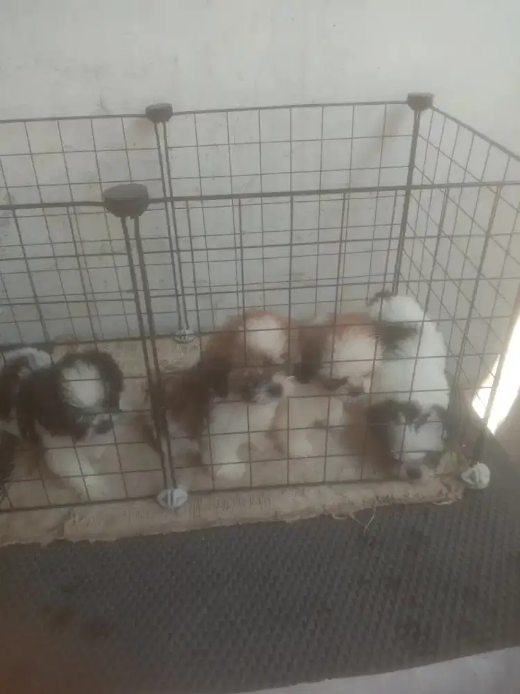 Anakan mini Shitzu jtn btn 1.5 bln