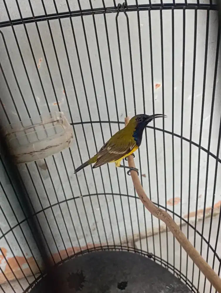 Burung so gon blorok rajin bunyi isian greja