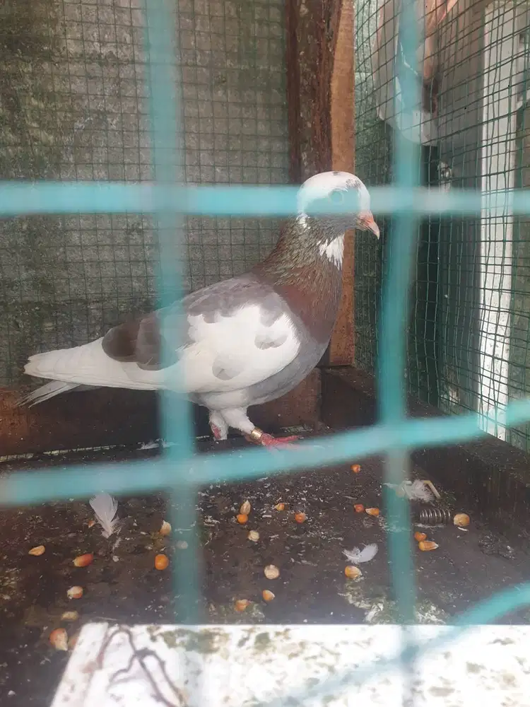 Burung dara 4ekor 200ribu