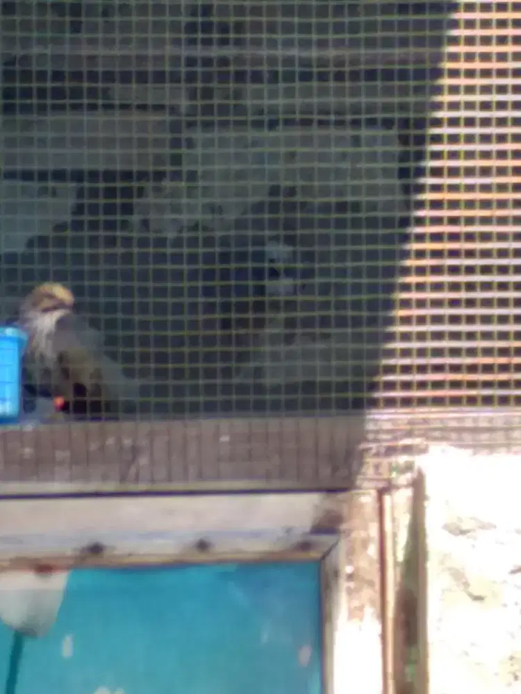 Di jual burung cucok rowo