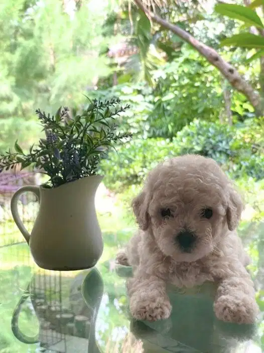 Toy Poodle Surabaya Jantan Apricot
