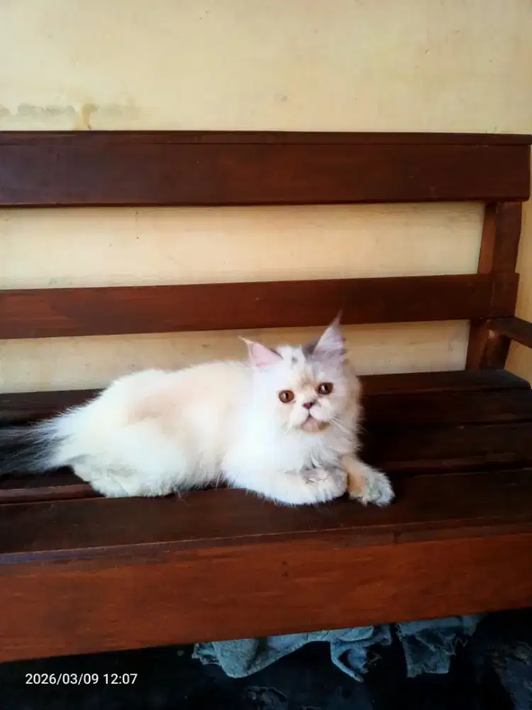 anak kucing pecknose