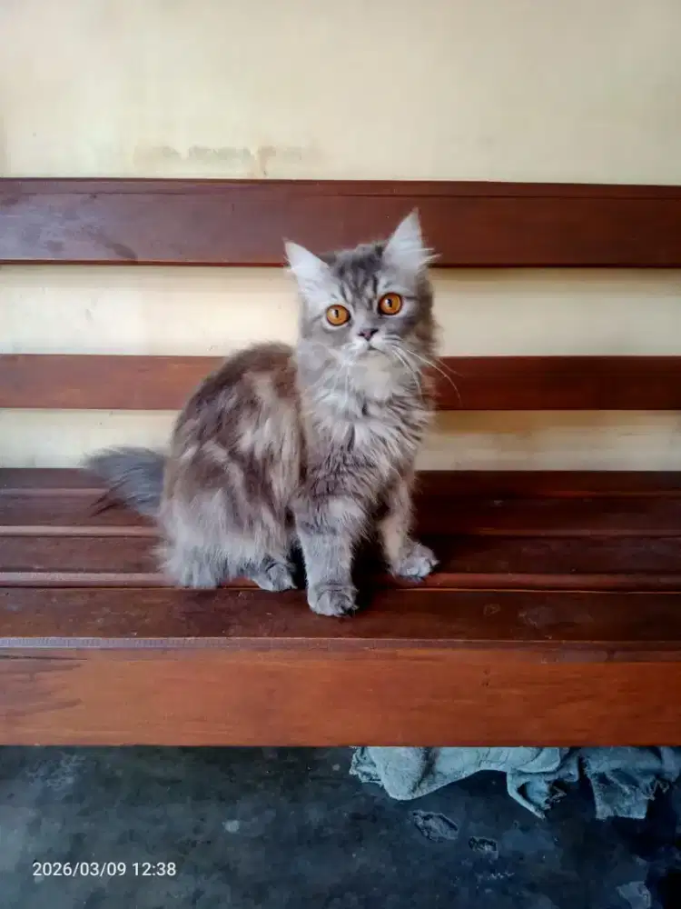 anak kucing persia