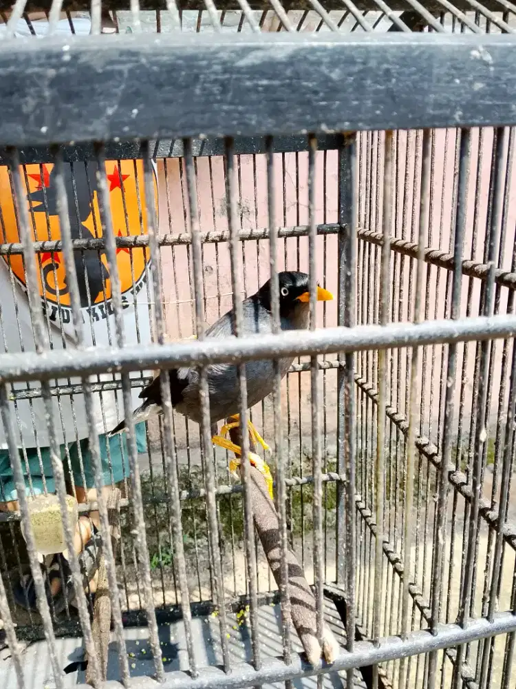 Burung Kerak kerbau