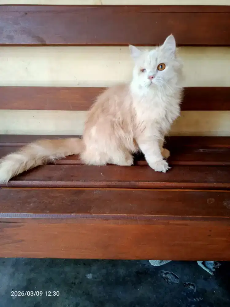 anak kucing Persia murah