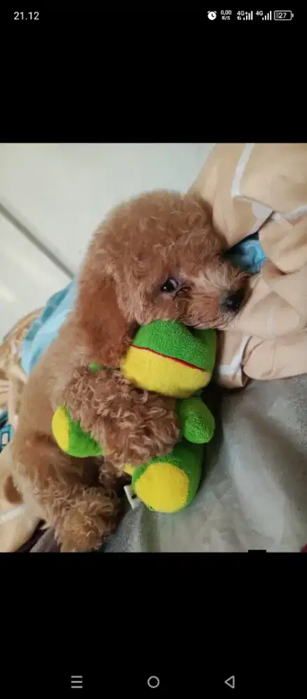 Anjing podle sepasang