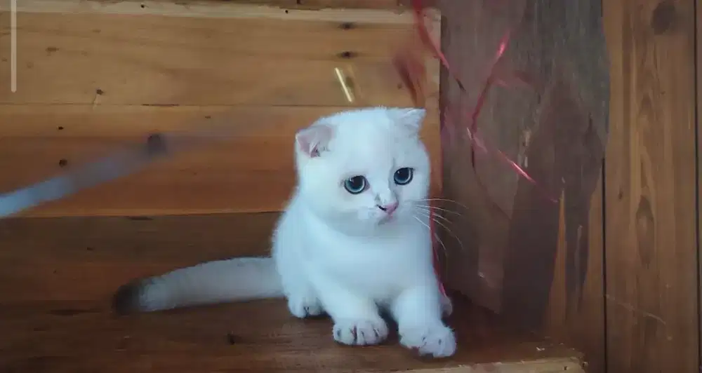 Kucing kitten scottish fold silver jantan (harga nett)