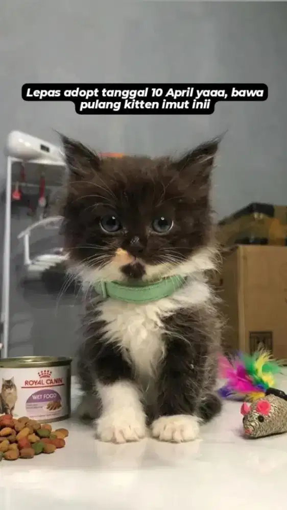 550k Himalayan x Persian