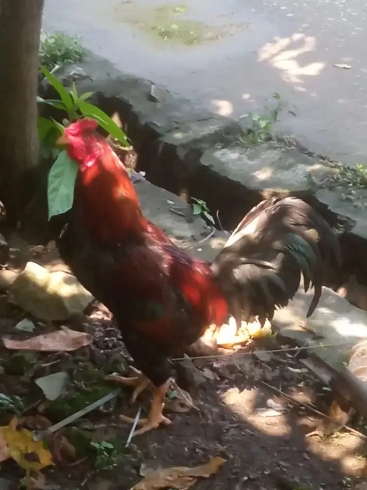 Ayam Jantan, Jago Kampung