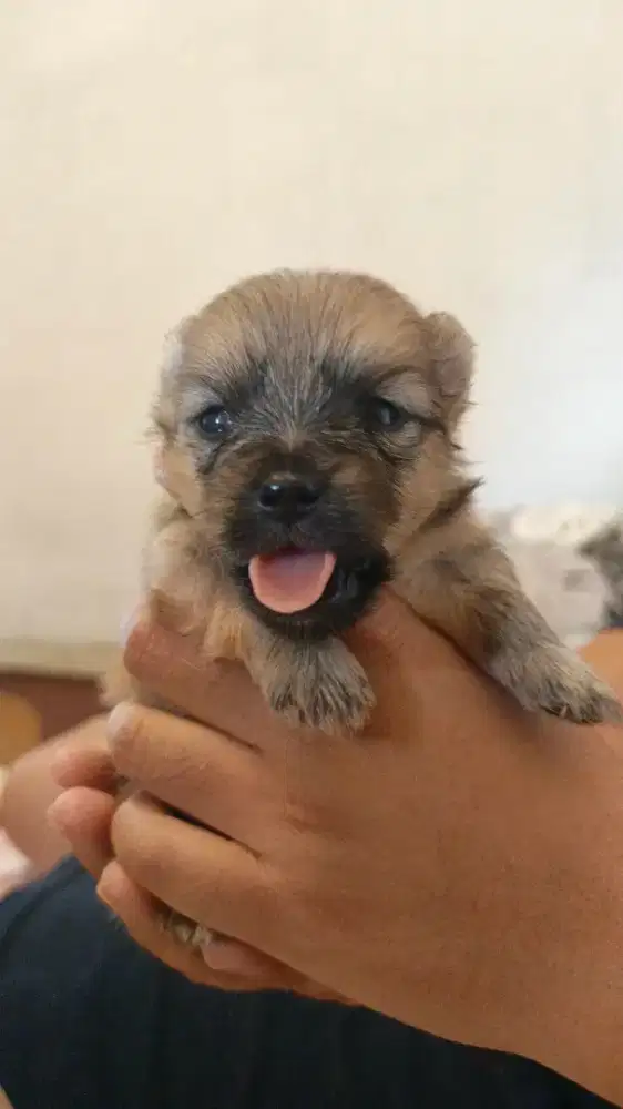 Jual anjing mini pom