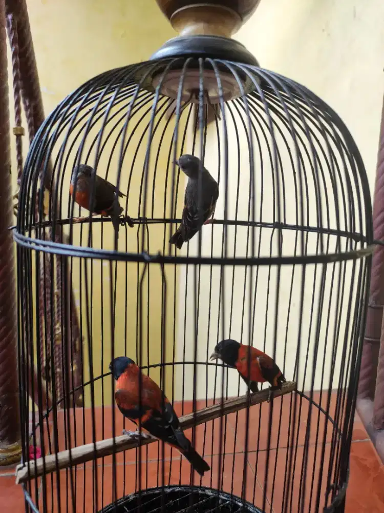 2 pasang red siskin clasic