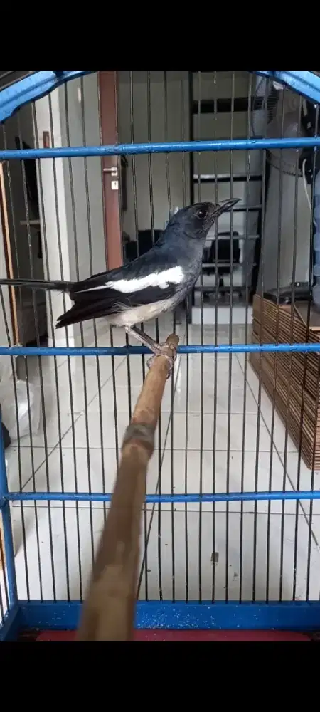 Kacer betina body big gacor