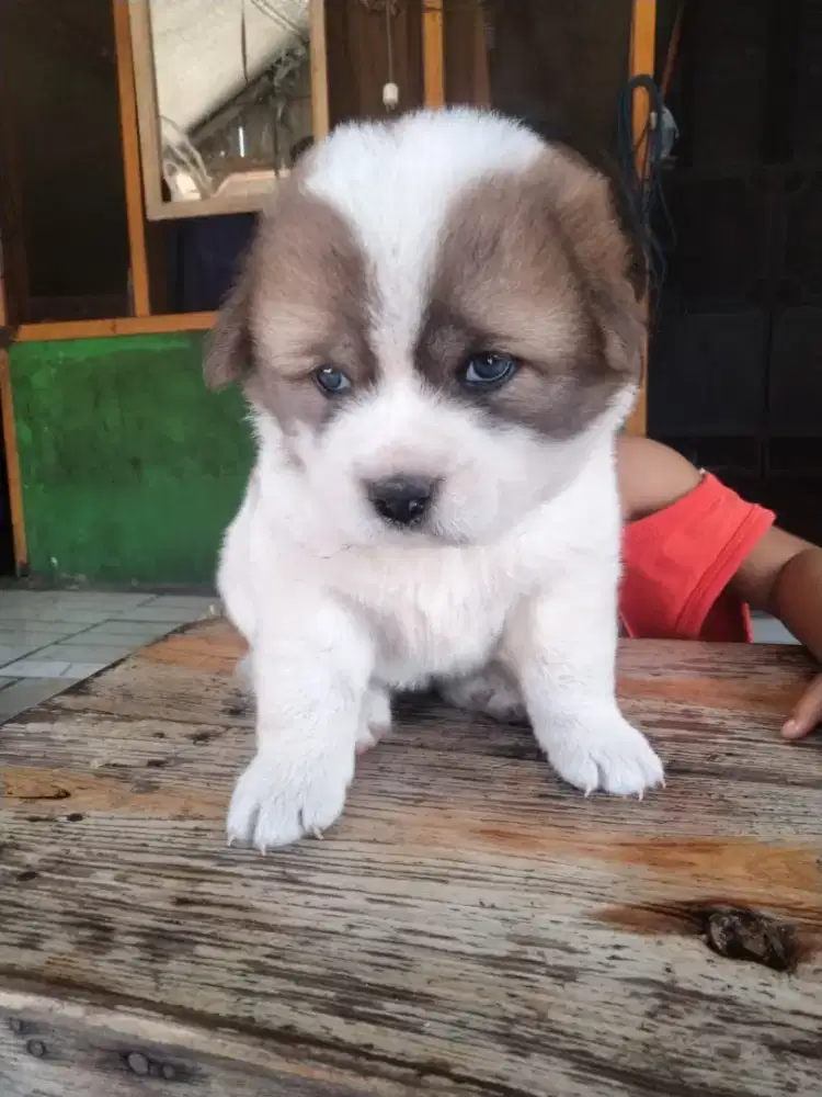 Anjing lucu mix