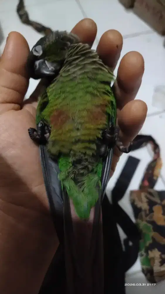 Greencheckconure conure connure sun conure falk