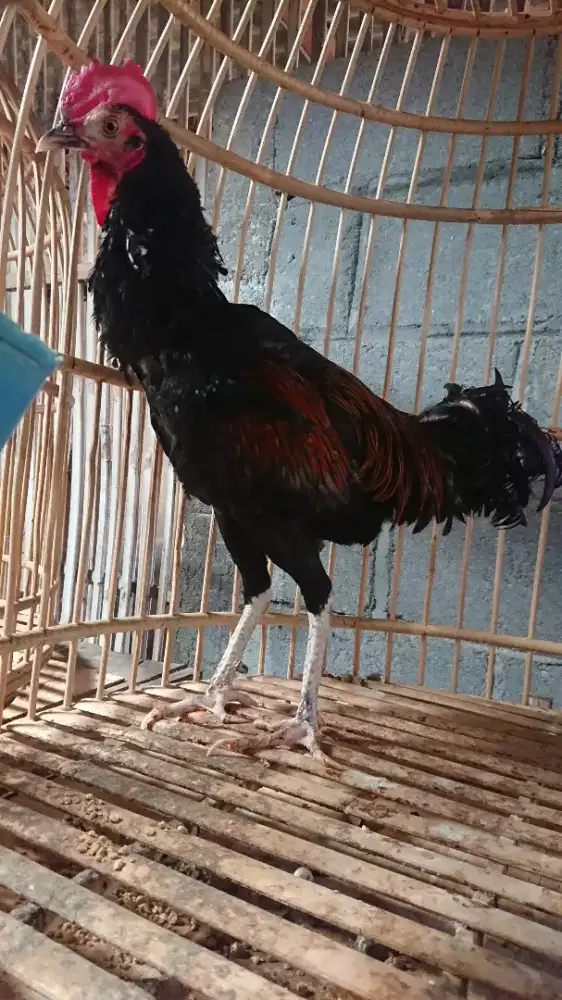 Ayam Bekisar Umur n8-9 Bulan