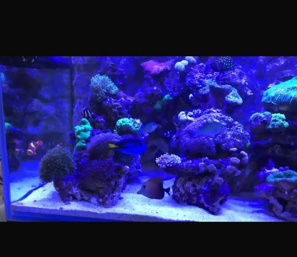 Preloved Aquarium FullSet