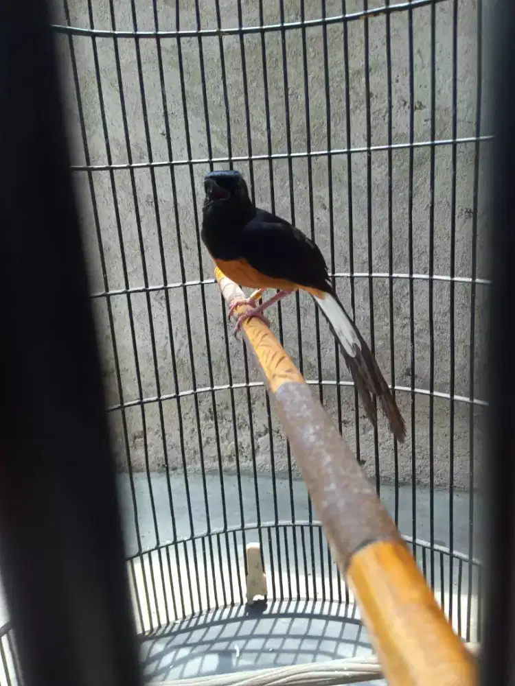 burung murai Medan mendekati gacor