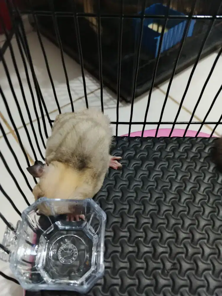 Sugar Glider warna cream