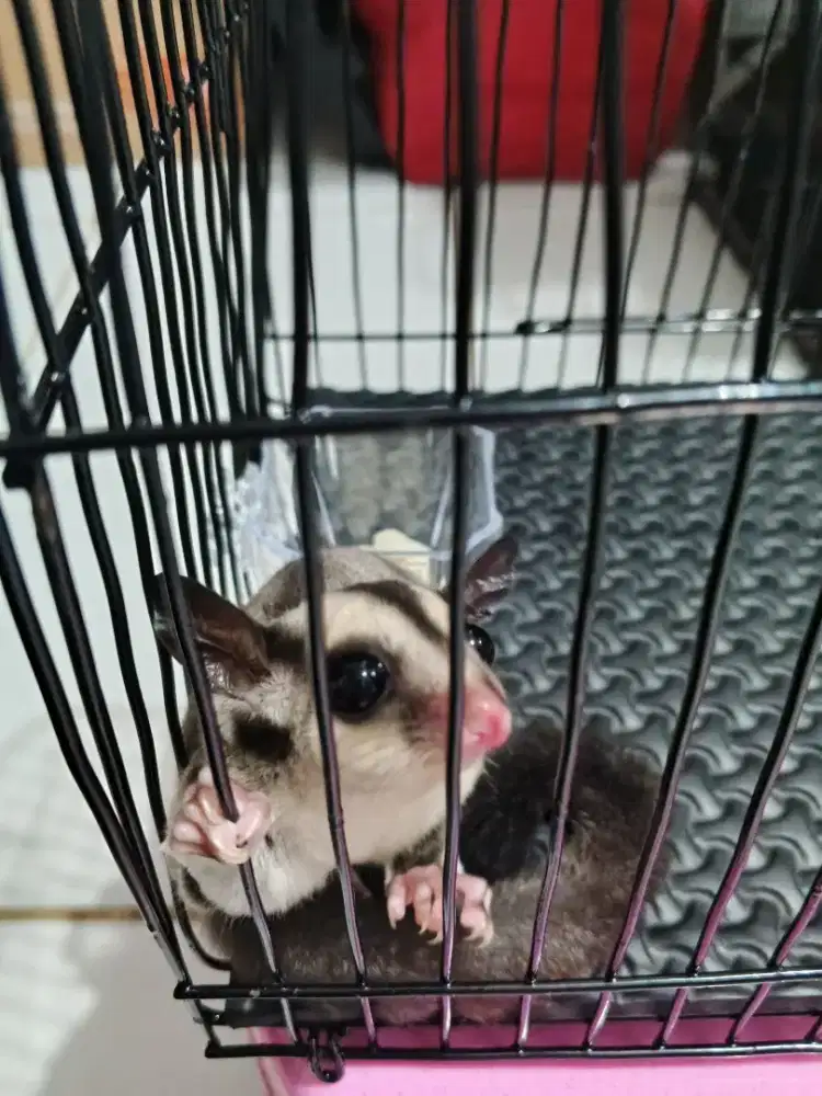 Sugar Glider mosaik - coklat