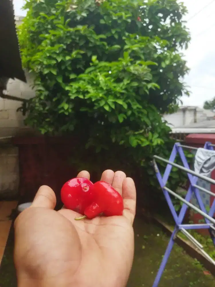 Jambu kancing merah