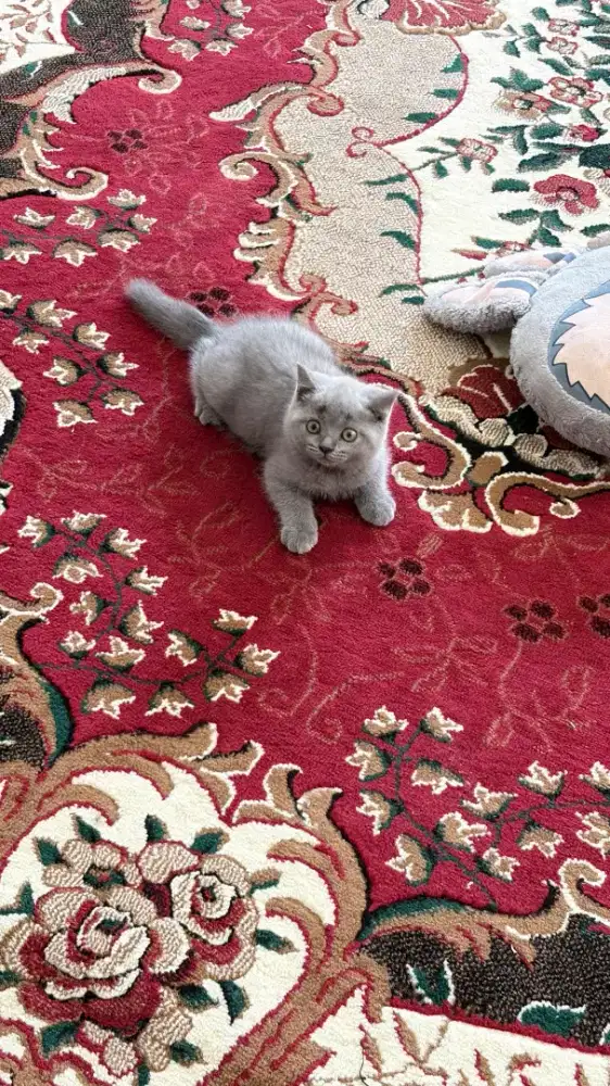 Kucing british shorthair jantan