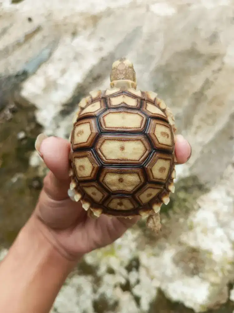 KURA KURA SULCATA 7,5CM