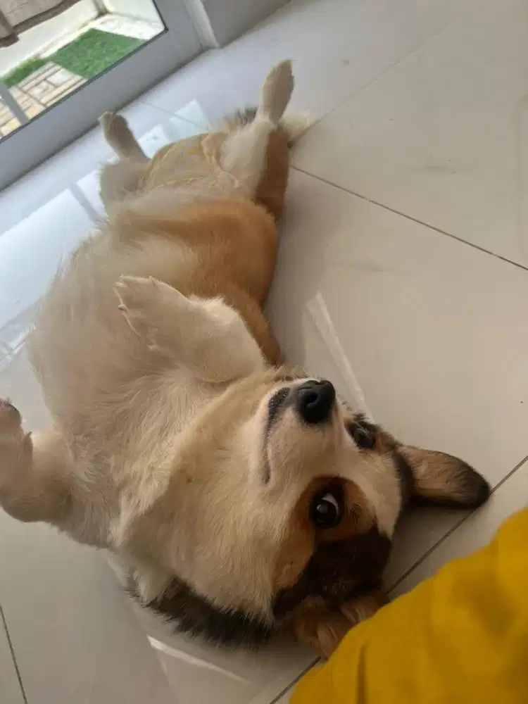 ART Nginep bisa urus doggy