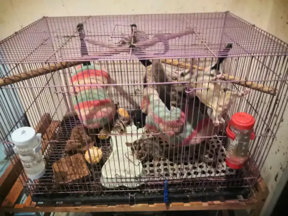 Sugar glider grey borongan