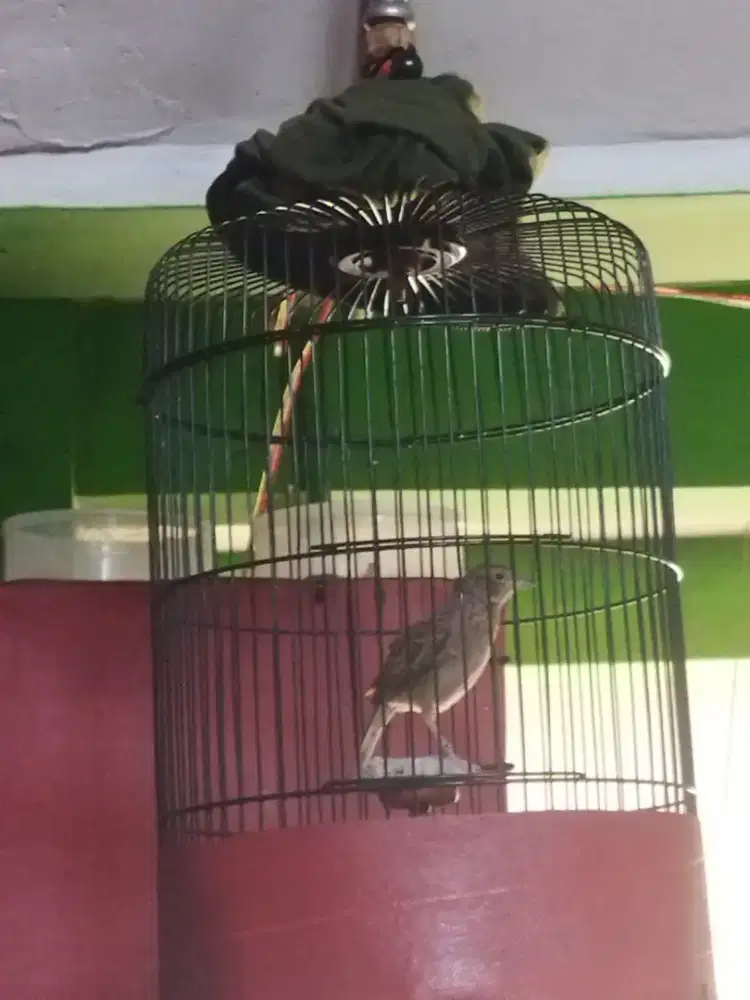 Branjangan javanica betina