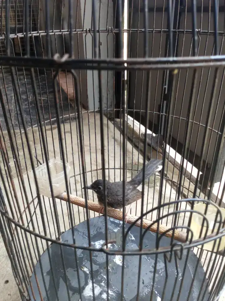 Murai trotolan jantan agresif