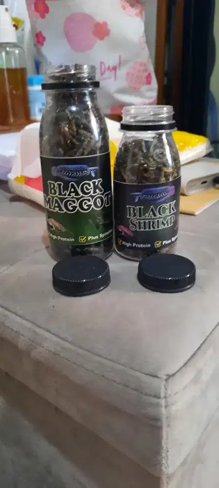 Makanan Channa asiatica ws versi bekas