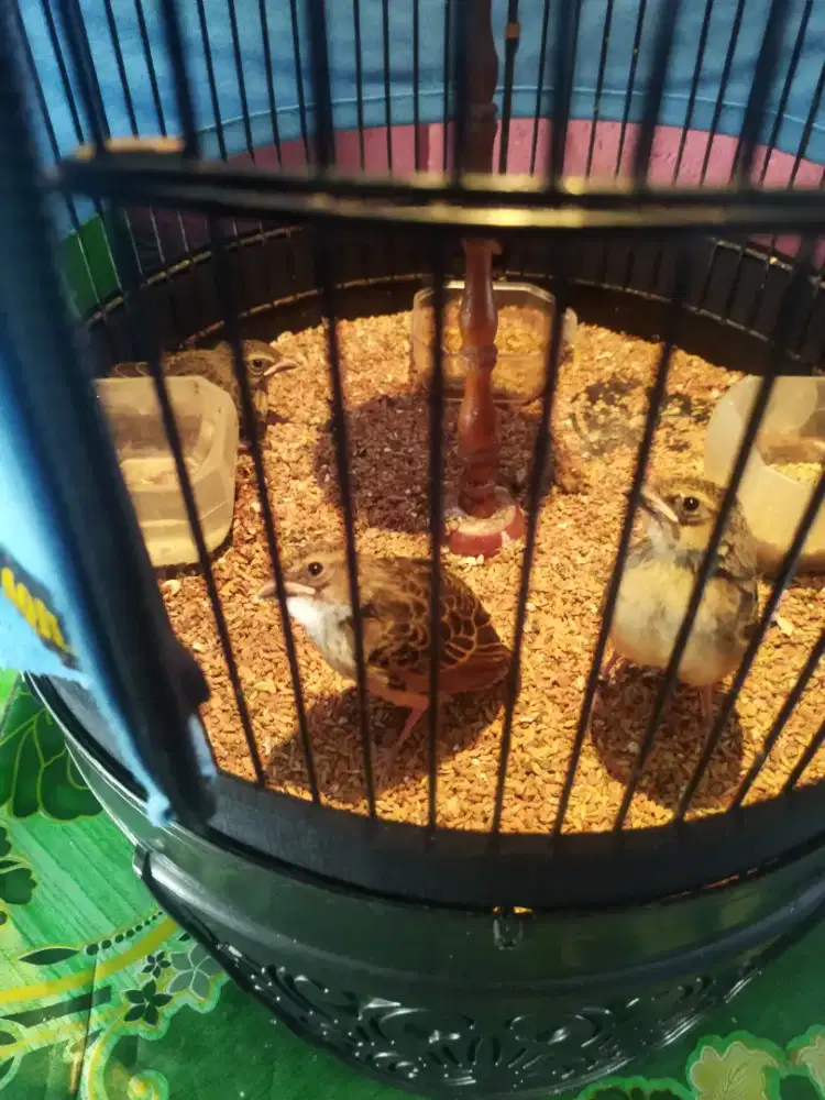 Branjangan java Jantan