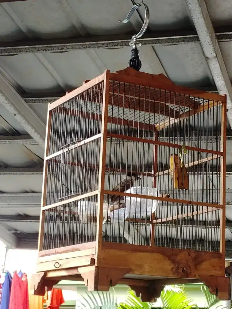 Burung kutilang jantan