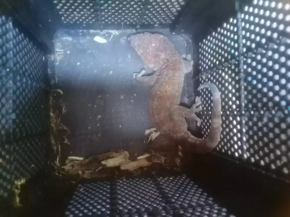 Hewan Binatang tokek