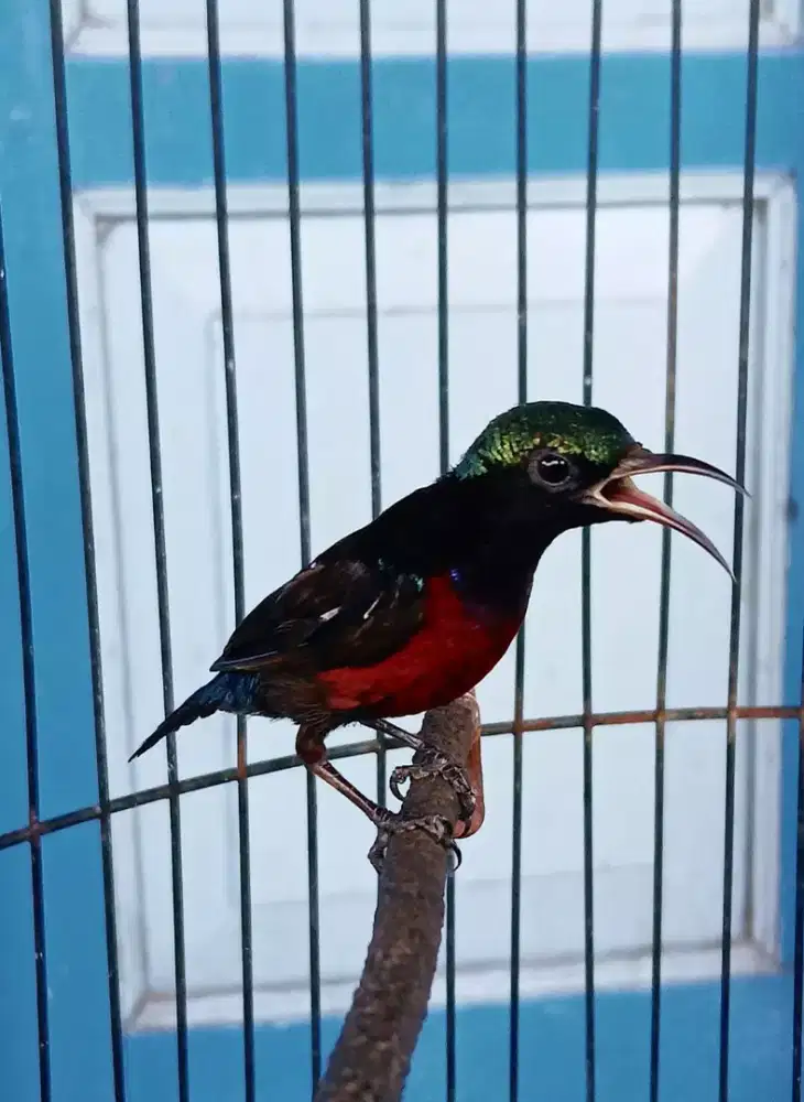 Konin Metalik Gacor Harian Rajin