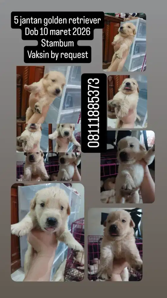 GOLDEN RETRIEVER JANTAN