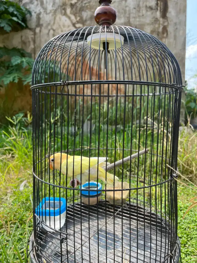 Lovebird anakan