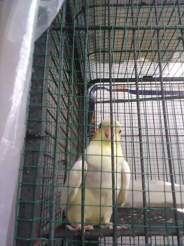 Burung falk (( parkit Australia. )