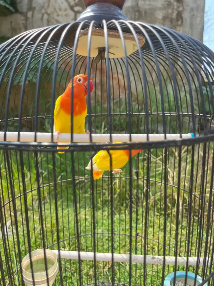 Anakan burung Lovebird